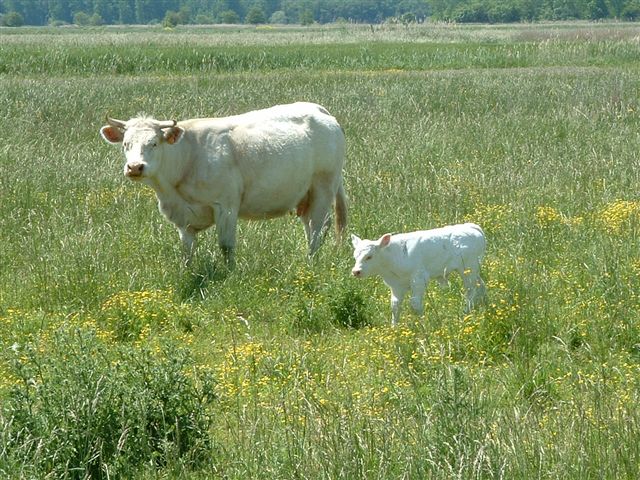 vaches naissances marais 2004 024